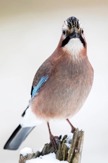 Eurasian Jay (Garrulus glandarius) perched on a stump in snow, Bialowieca National Park, Poland