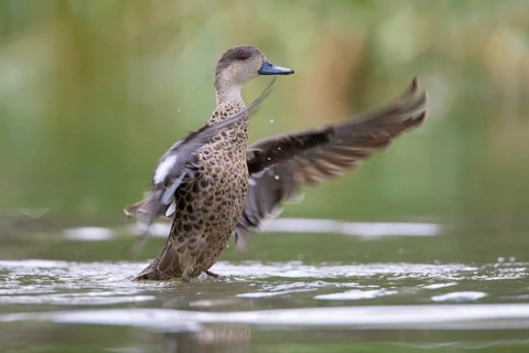 Grey Teal (Anas gracilis) bathing, Victoria, Australia
