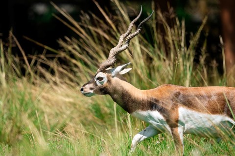 A Blackbuck, Antilope cervicapra, captured in motion through a grassy area, turning its head