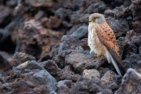 Kestrel, (Falco tinnunculus), perches on rocks, Canary Islands, animals, birds, falcons, foraging,