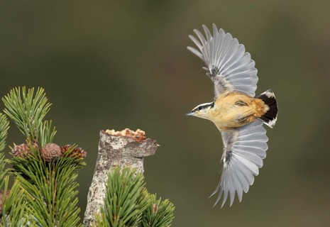Red-breasted Nuthatch (Sitta canadensis) flying, Alaska, USA
