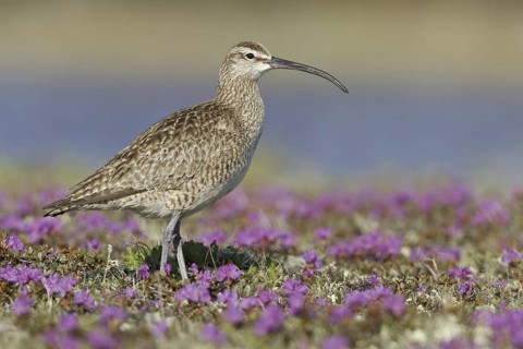 Whimbrel (Numenius phaeopus), Manitoba, Canada