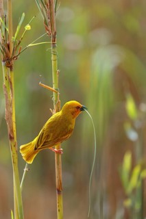 Eastern golden weaver (Ploceus subaureus), iSimangaliso Wetland Park, St. Lucia, KwaZulu-Natal,