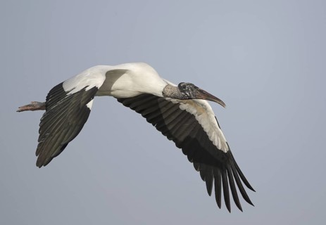 Wood Stork (Mycteria americana) flying, Florida, USA