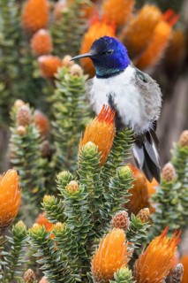 Chimborazo Hillstar (Oreotrochilus chimborazo) perched on a branch in the Andes Mountains in