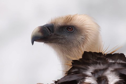 Griffon Vulture (Gyps fulvus), Bavaria, Germany