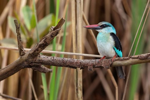 Kingfisher, (Halcyon malimbica), kingfisher family, perching bird, Africa, Gambia, Kotu creek canoe