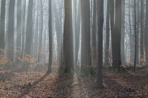 European beech (Fagus sylvatica), European beech forest in winter in backlight, morning mist,
