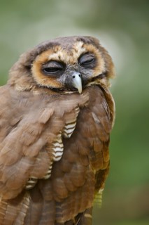 Brown wood owl (Strix leptogrammica), portrait, captive, occurrence in Asia