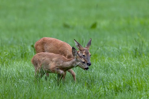 Fawn (Capreolus capreolus) seeks physical contact with its mother, baby animals, sweet, cute,