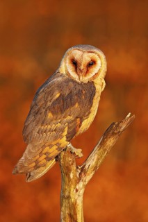 Barn Owl in nice orange light. Autumn forest with beautiful bird. Owl, wildlife animal scene from