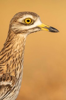 Eurasian Stone-curlew (Burhinus oedicnemus), Castile-La Mancha, Spain