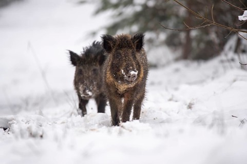 Wild boar (Sus scrofa) in the snow, Melle, Lower Saxony, Germany