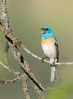 Lazuli Bunting (Passerina amoena) male singing, perched on a branch, British Columbia, Canada