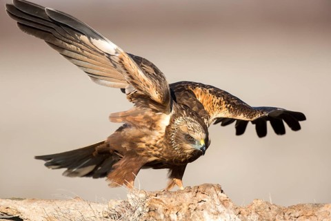 Western Marsh Harrier (Circus aeruginosus) male perched on a stump, Castile-La Mancha, Spain