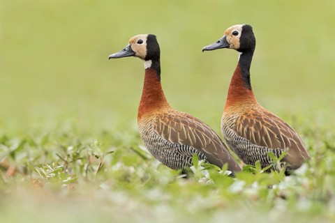 White-faced Whistling Duck (Dendrocygna viduata) in a marsh in the Pantanal of Brazil