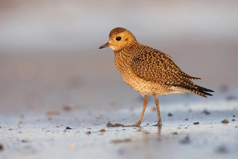European Golden Plover (Pluvialis apricaria), Schleswig-Holstein, Germany