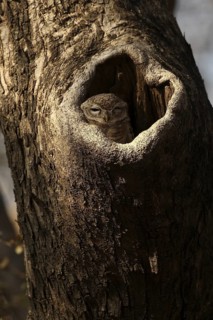 Spotted Owlet (Athene brama) juvenile in breeding cavity, Rajasthan, India