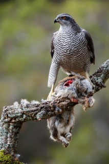 Northern Goshawk (Accipiter gentilis) female with prey, Madrid, Spain