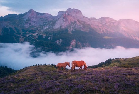 A serene scene of two horses grazing on a misty mountain at sunrise, surrounded by vibrant lavender
