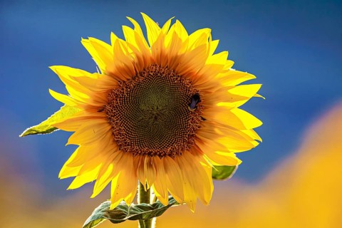 A yellow sunflower against a blue background with an insect on the flower, A blooming sunflower
