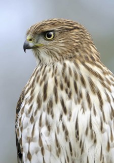 Cooper's Hawk (Accipiter cooperii), Canada