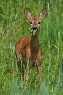 Roe deer (Capreolus capreolus), close-up, doe feeding at the edge of a cereal field in a green