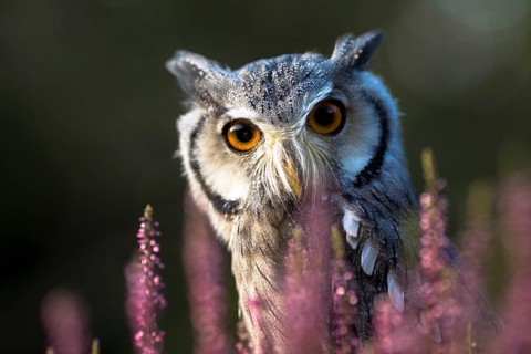 Southern White-faced Owl (Ptilopsis granti) captive, among flowers, Germany