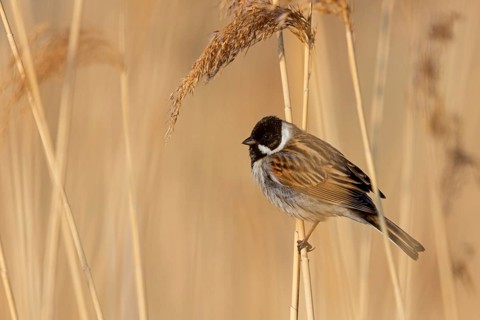 Rohrammer, Reed Bunting, Emberiza schoeniclus, Bruant des roseaux, Escribano Palustre