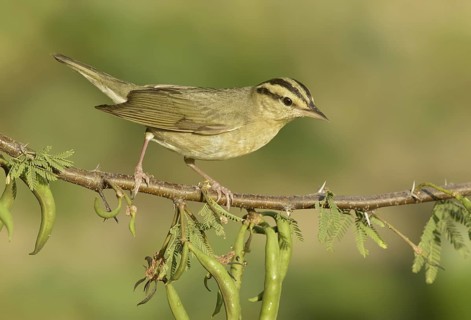Worm-eating Warbler (Helmitheros vermivorum), Texas, USA