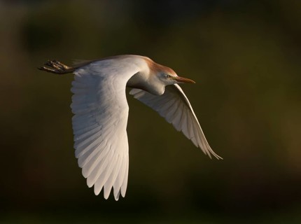 Western Cattle Egret (Bubulcus ibis) female flying, Florida, USA