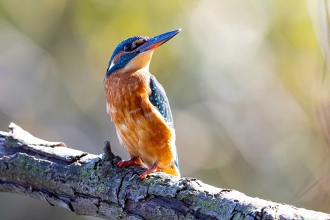Kingfisher (Alcedo atthis) wbl Germany