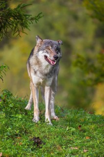 A eurasian gray wolf (Canis lupus lupus) stands on a meadow on a hill with a colourful foliage in