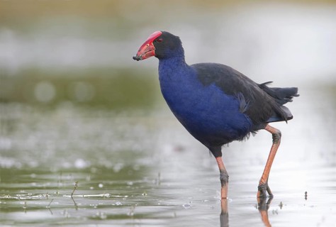 Australasian Swamphen (Porphyrio melanotus melanotus), Victoria, Australia