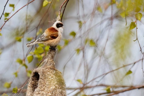 Eurasian Penduline Tit (Remiz pendulinus) male singing at nest, Poland