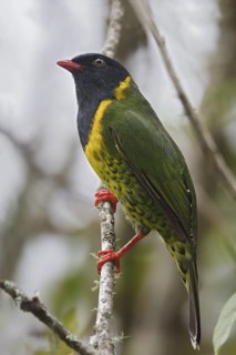 Band-tailed Fruiteater (Pipreola intermedia) perched on a branch in Bolivia, South America