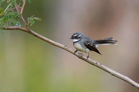 Grey Fantail (Rhipidura albiscapa), Victoria, Australia