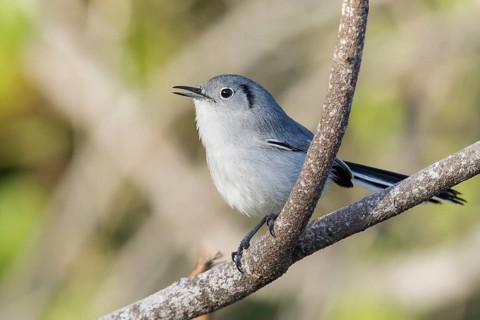 Cuban gnatcatcher (Polioptila lembeyei) perched on a branch in Cuba