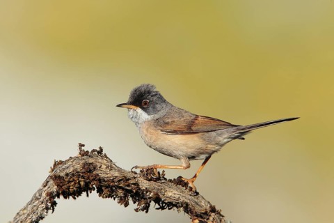 Spectacled Warbler (Sylvia conspicillata) male, Andalusia, Spain