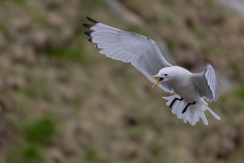 Black-legged kittiwake (Rissa tridactyla), in flight, Ekkeroy, Varangerfjord, Norway