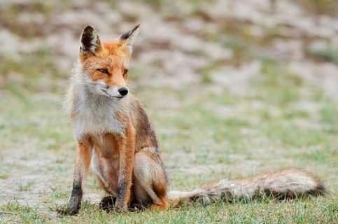 Red fox (Vulpes vulpes), North Holland, Netherlands