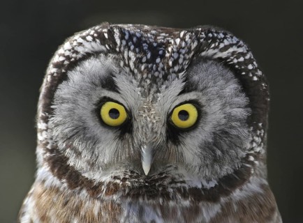 Boreal Owl (Aegolius funereus), Saskatchewan, Canada