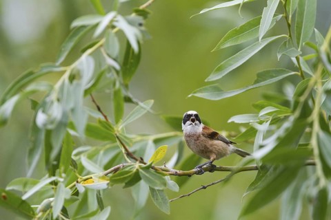 Eurasian Penduline Tit (Remiz pendulinus) male, Hungary
