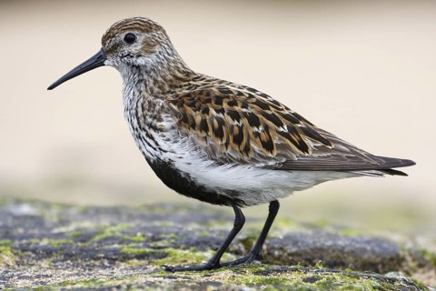 Dunlin (Calidris alpina), Asturias, Spain