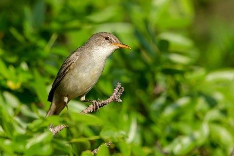 Olivenspötter, Hippolais olivetorum, Olive-tree Warbler, Hypolaïs des oliviers, Zarcero Grande
