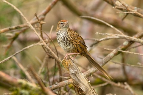 New Zealand Fernbird (Megalurus punctatus), New Zealand