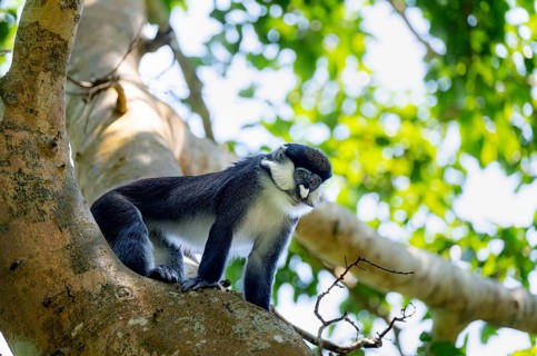 Red-tailed guenon or Congo white-nosed guenon (Cercopithecus ascanius schmidti), Bigodi, Western