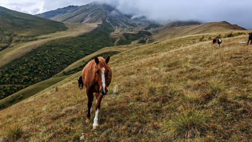 Brown horse (equus) on a mountain meadow with foggy background, Stepantsminda, Caucasus, Georgia