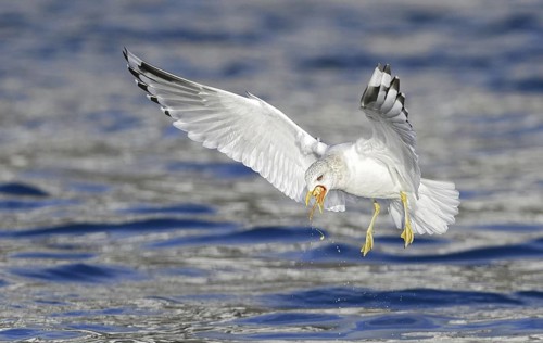 Mew Gull (Larus canus brachyrhynchus) flying, Alaska, USA