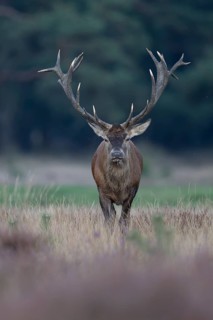 Red deer in rut, Hooge Veluve, Holland